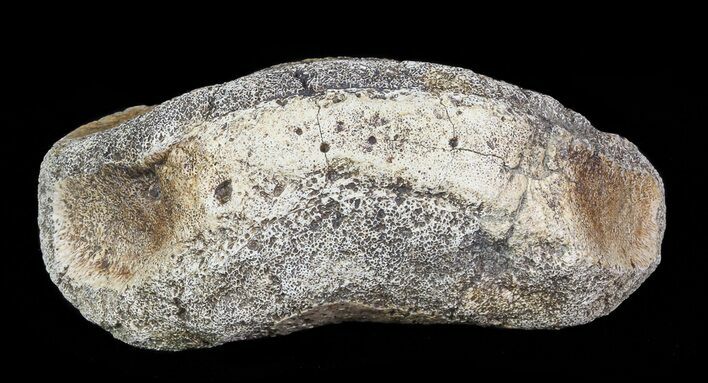 Hadrosaur Toe Bone - Alberta (Disposition #-) #71660